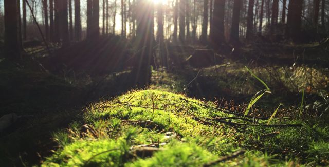 Sun shining through a forest
