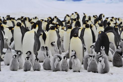Emperor penguins and their chicks in Antartica