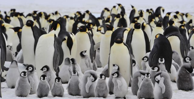 Emperor penguins and their chicks in Antartica