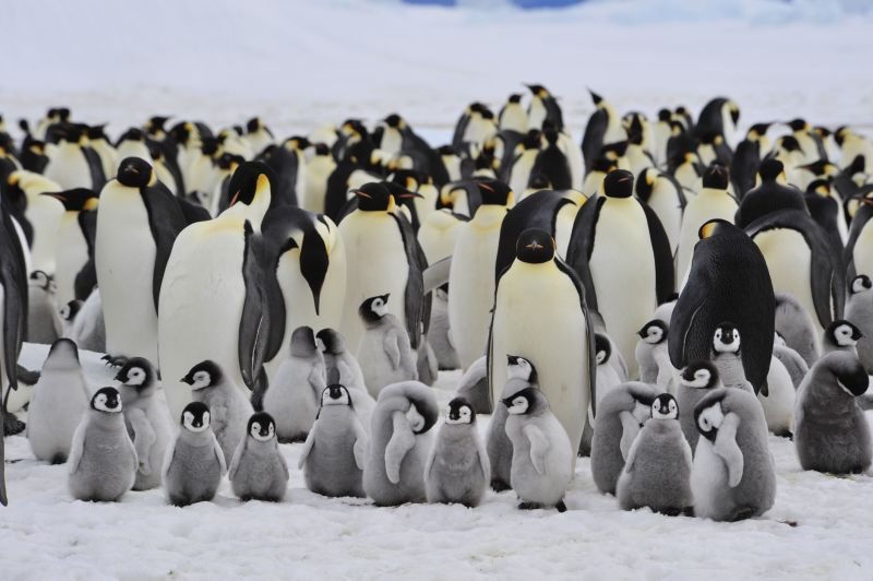 Emperor penguins and their chicks in Antartica