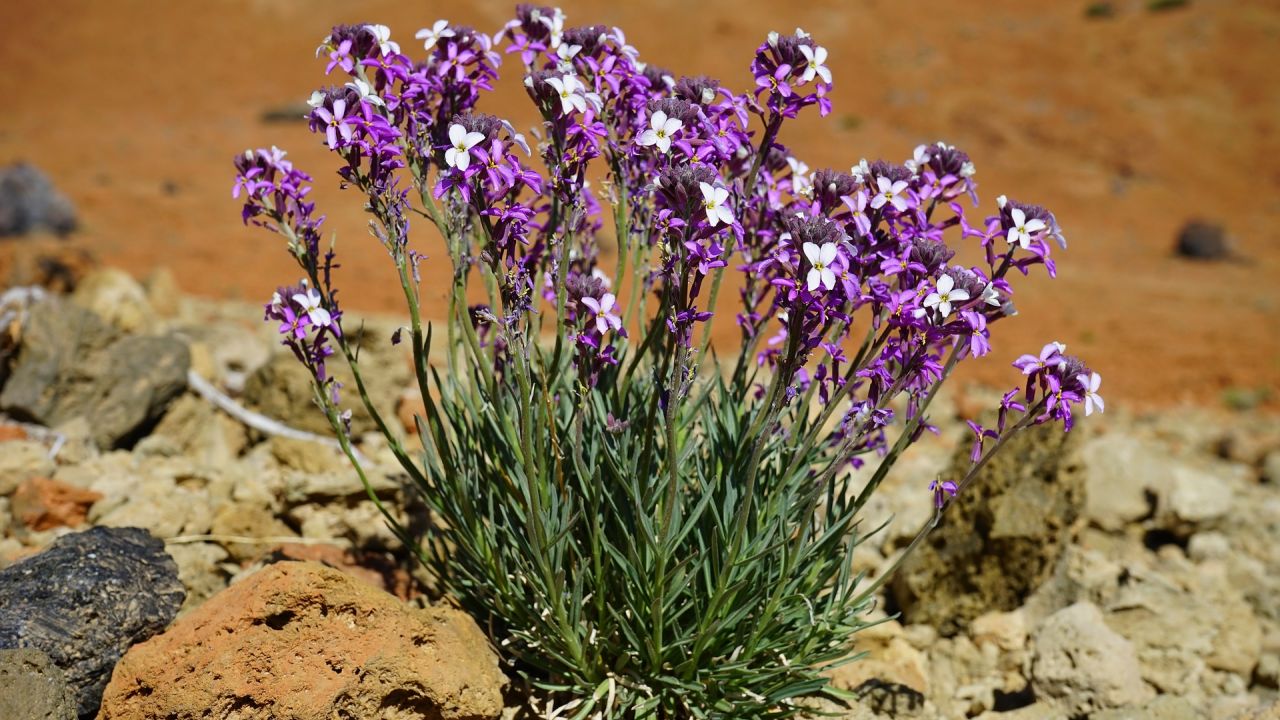 Erysimum 