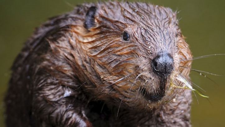 photo of European beaver