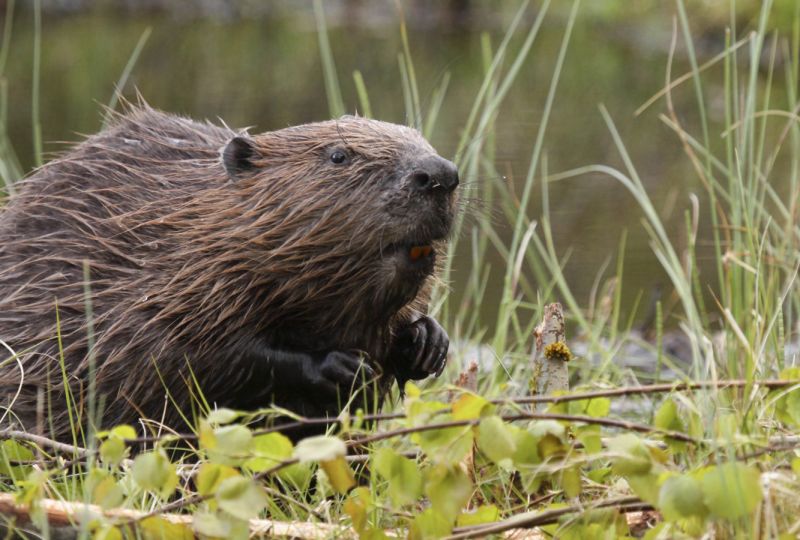 European beaver, now back in Britain