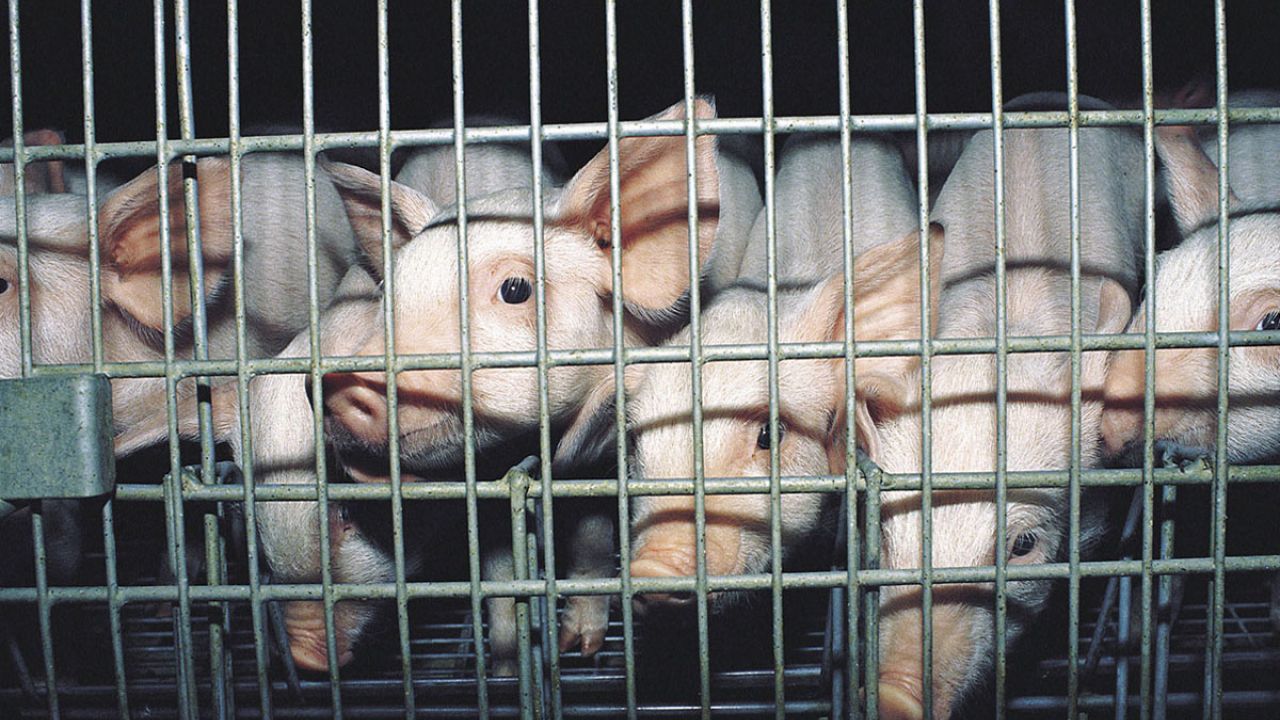 Weaner piglets in a cage on an intensive factory farm
