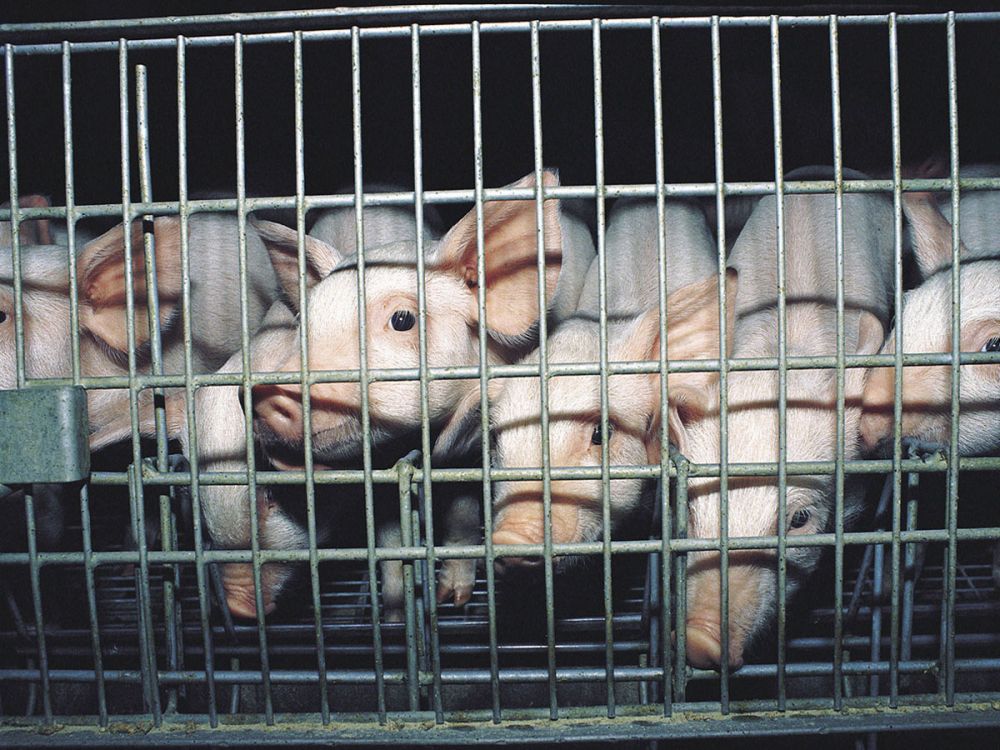 Weaner piglets in a cage on an intensive factory farm