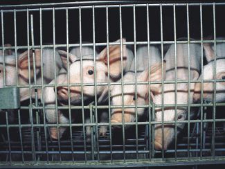 Weaner piglets in a cage on an intensive factory farm