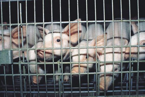 Weaner piglets in a cage on an intensive factory farm