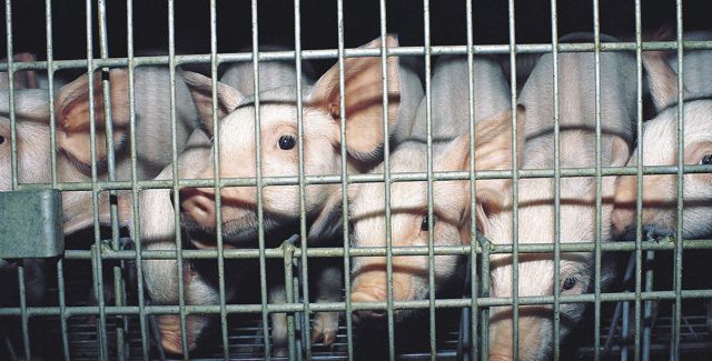 Weaner piglets in a cage on an intensive factory farm