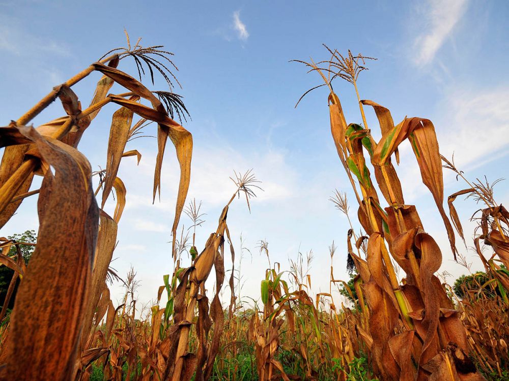 A wilted and failed maize crop in Ghana - an example of food loss