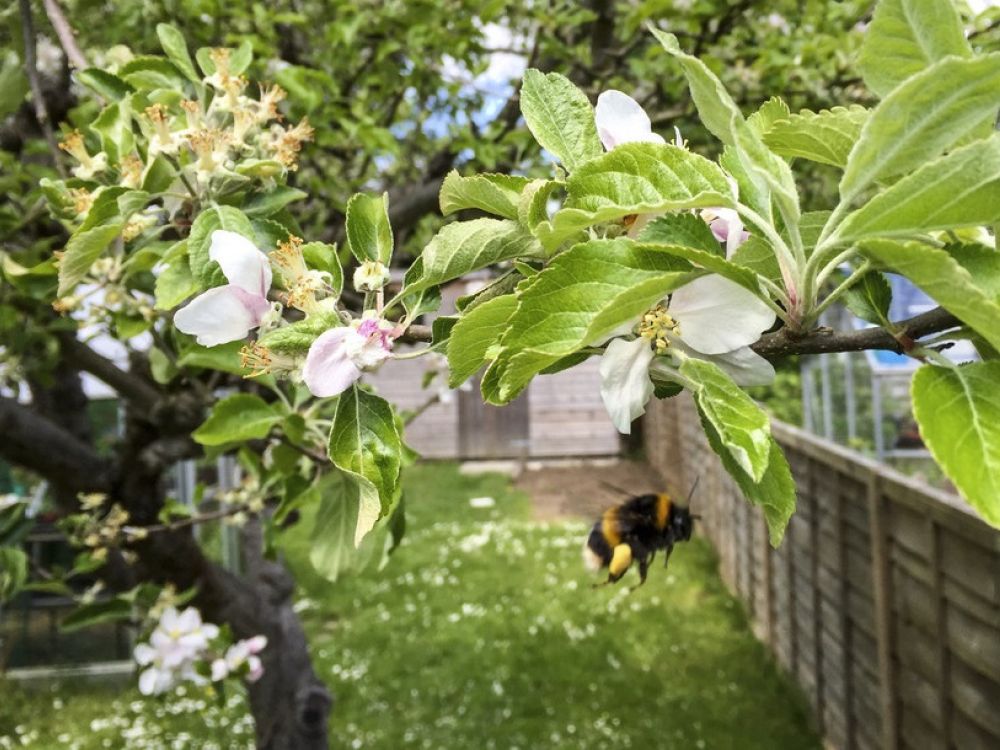 Female buff tailed bumble bee flying near apple tree