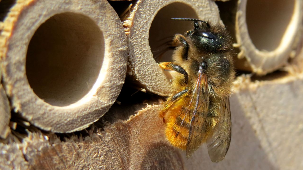 A female mason bee – Osmia bicornis – perching at the entrance of a bee hotel