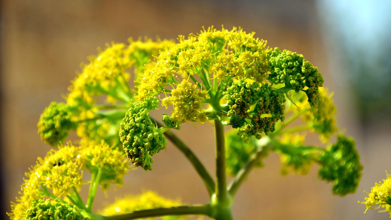 A fennel flower