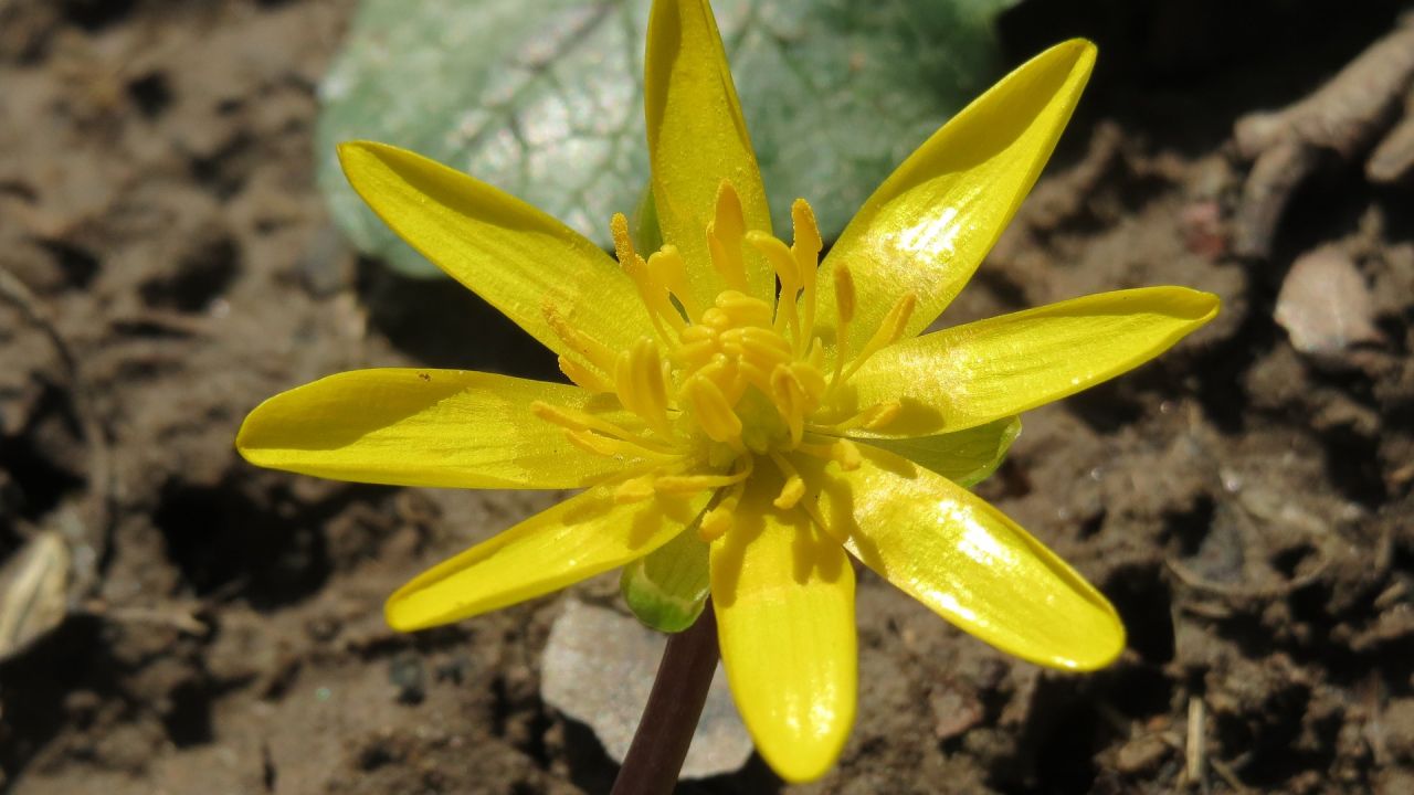 Lesser celadine