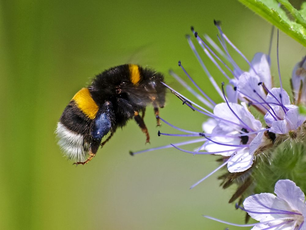 photo of bumblebee and flower