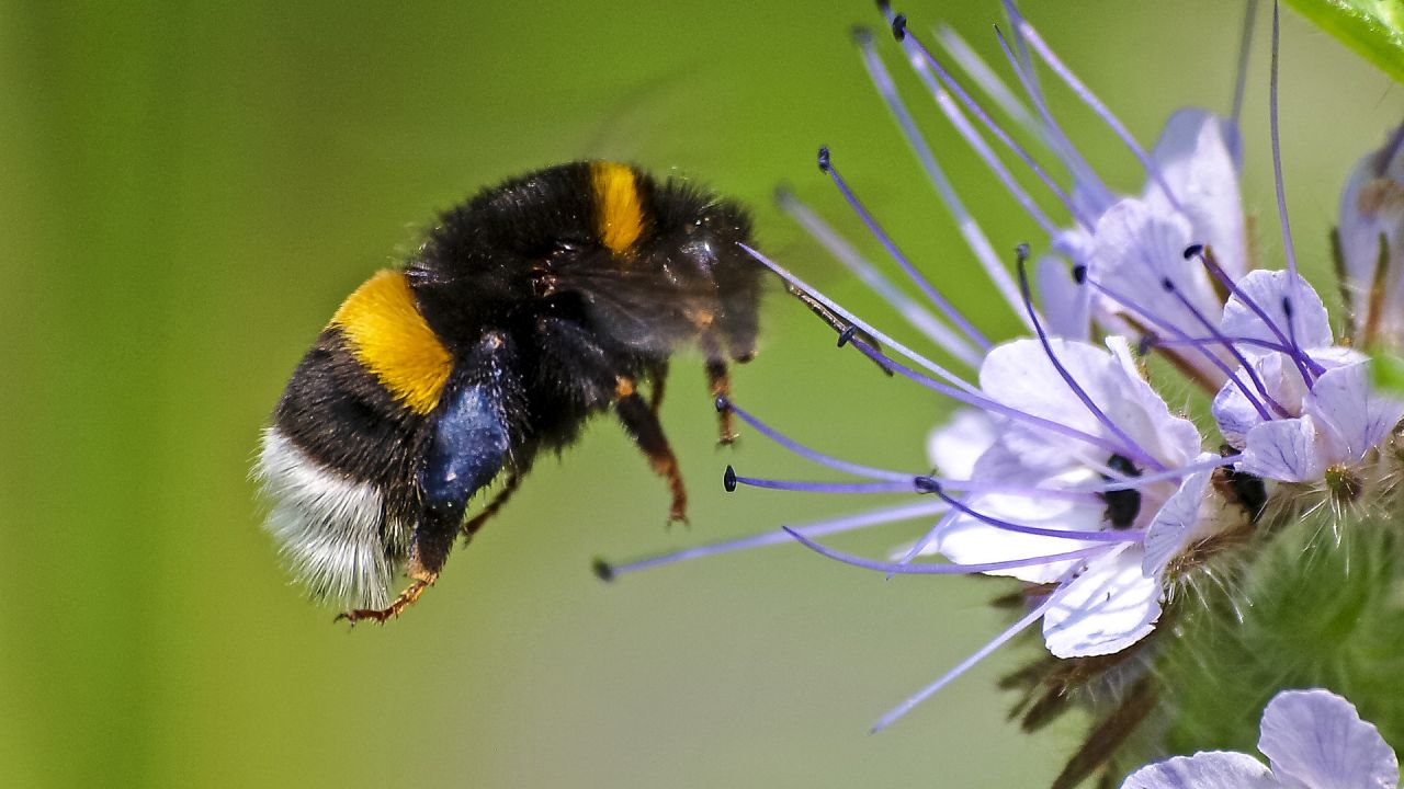 photo of bumblebee and flower