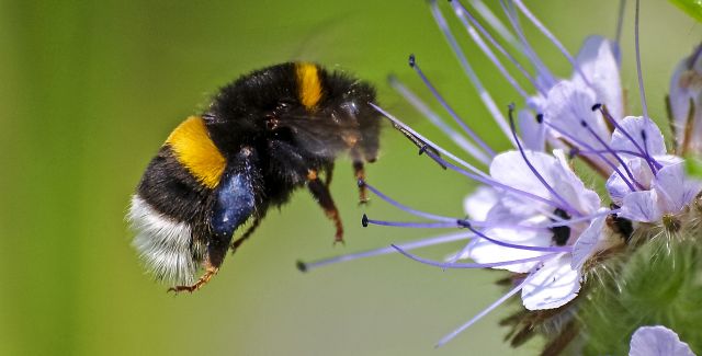 photo of bumblebee and flower