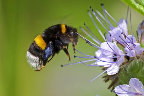 photo of bumblebee and flower