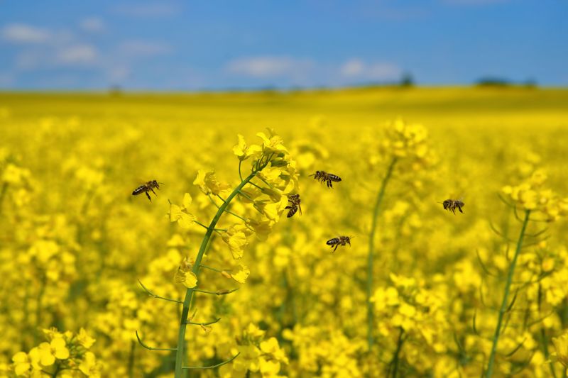 Field of oilseed rape with bees