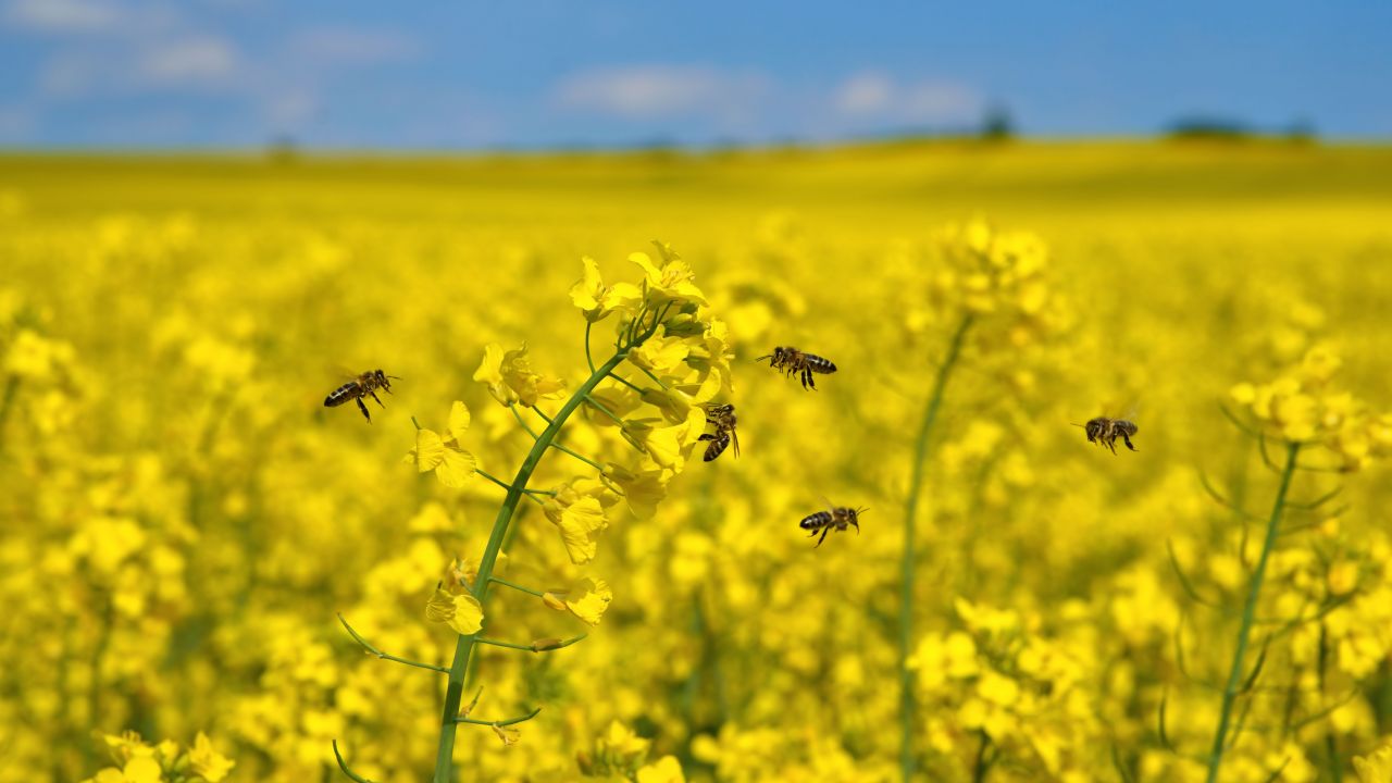 Field of oilseed rape with bees