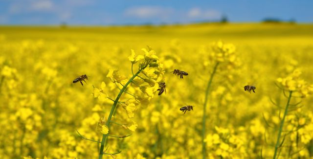 Field of oilseed rape with bees