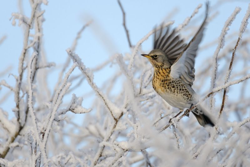 Fieldfare in frosty winter hedgerow, Cambridgeshire © Chris Gomersall/2020VISION
