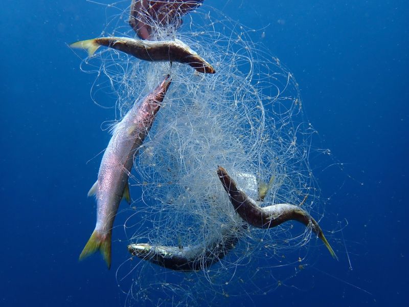 Fish caught in ocean plastic