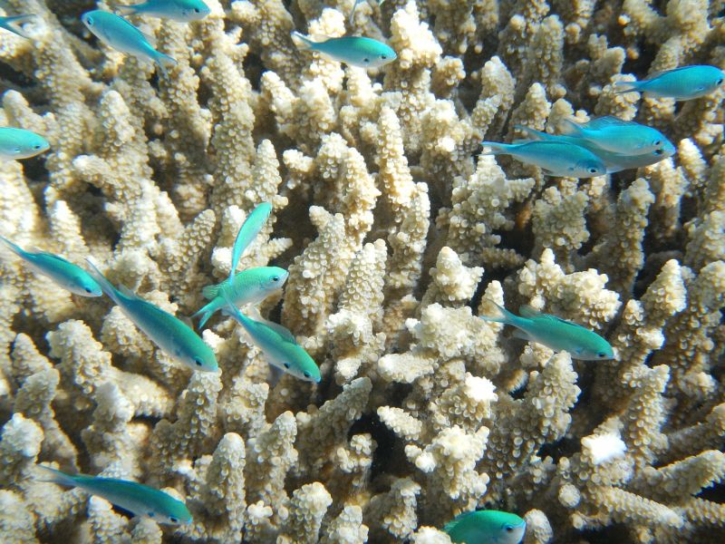 Photo of fish swimming at Great Barrier Reef