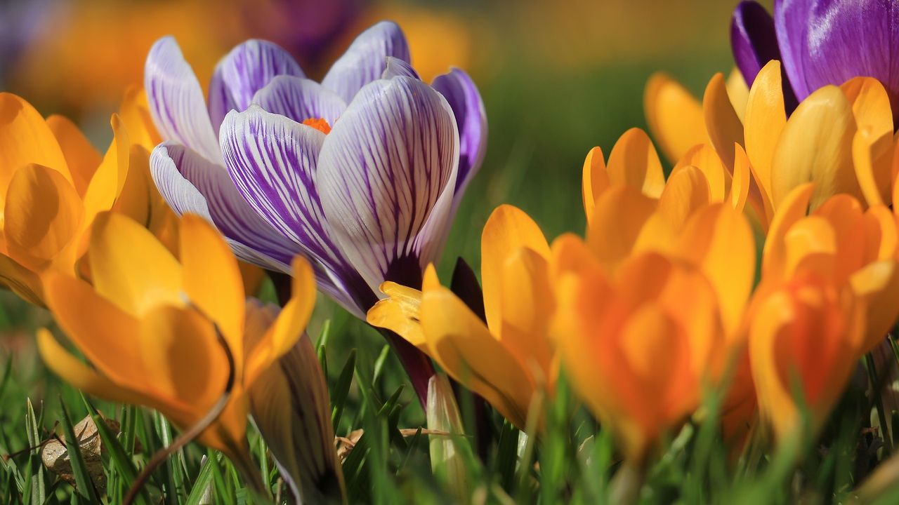 Crocus