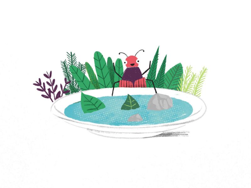 Drinking pond bug