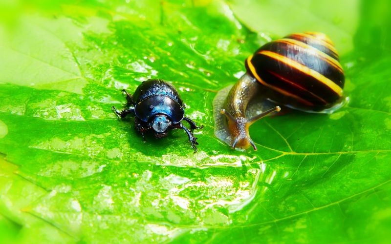 A forest beetle and a snail on a leaf
