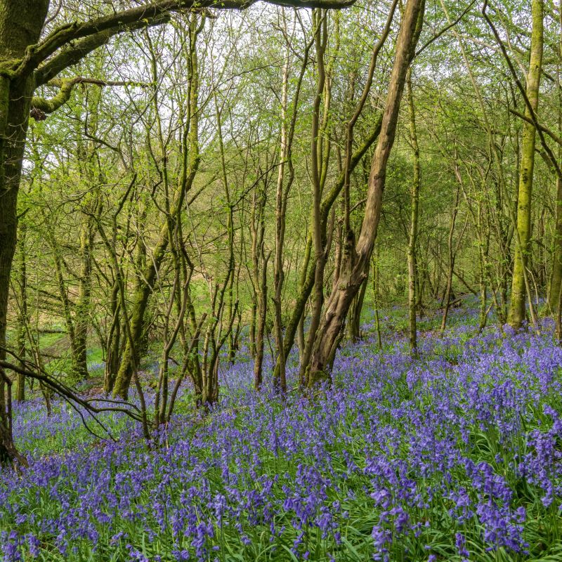 Woodland trees with bluebells