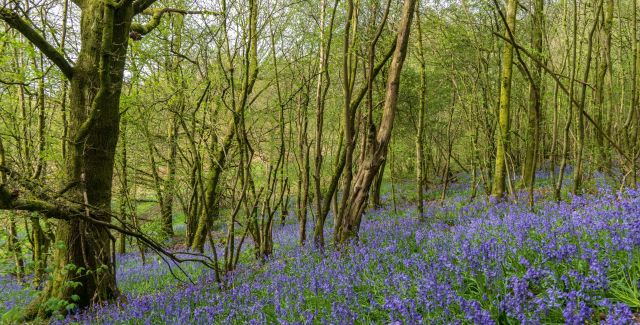 Woodland trees with bluebells