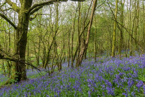 Woodland trees with bluebells