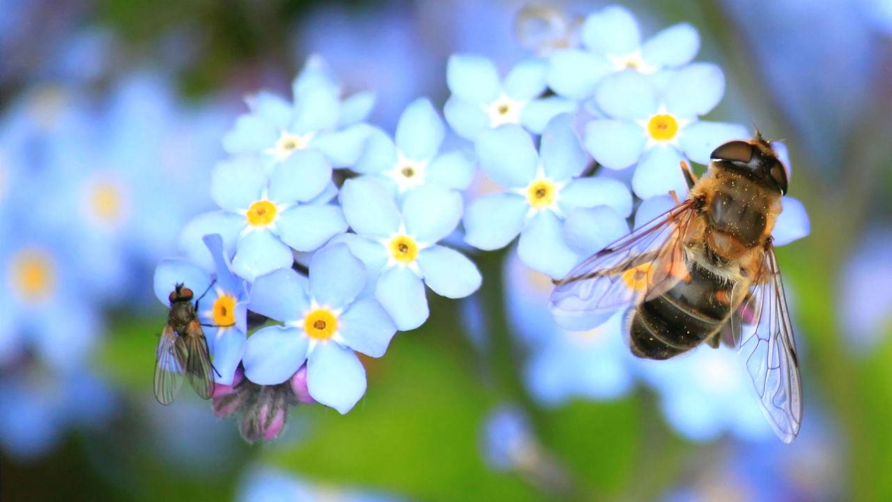 A Hoverfly visiting blue forget-me-not flowers