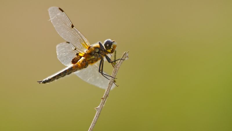 Photo of four-spotted chaser dragonfly