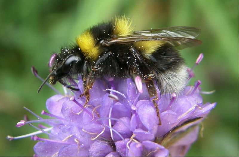 Garden bumblebee
