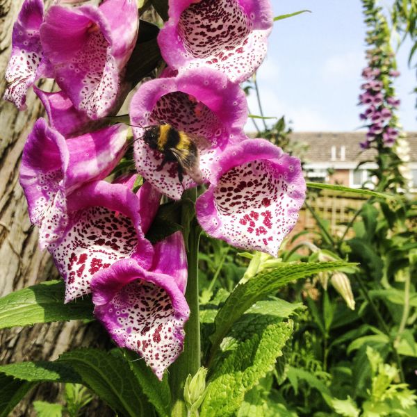 Garden bumblebee on foxglove