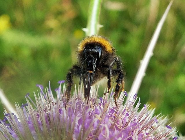 Garden bumblebee sipping teasel