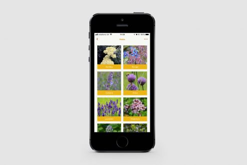 GBBC app - Bee friendly plants