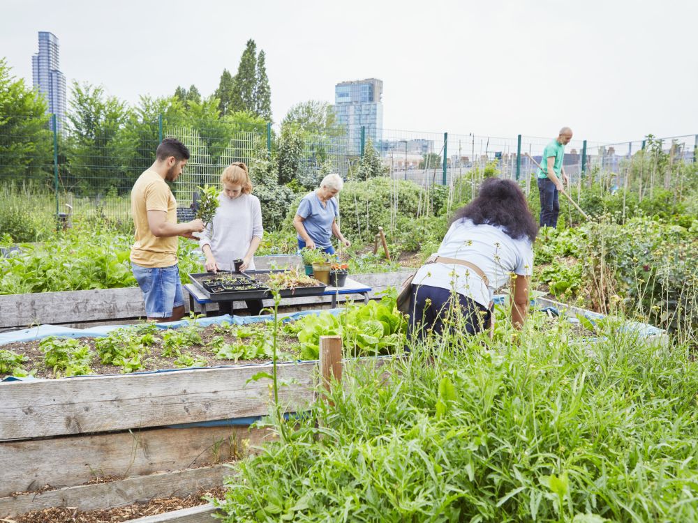 5 people in summer clothing tending to an unruly, green community garden in an urban setting, with tall building towers in the background.