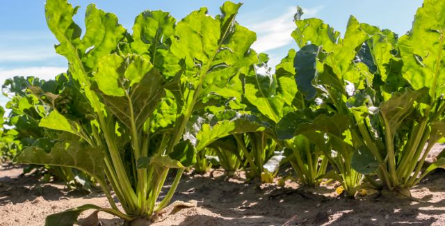 Field of sugar beet