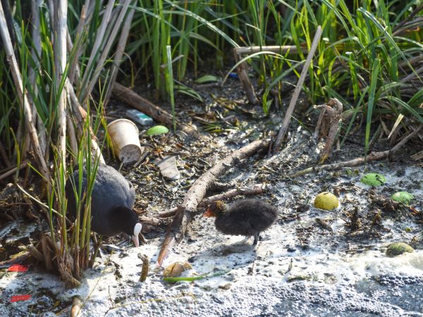 Birds in river which is heavily polluted, there's lots of rubbish and shallow water