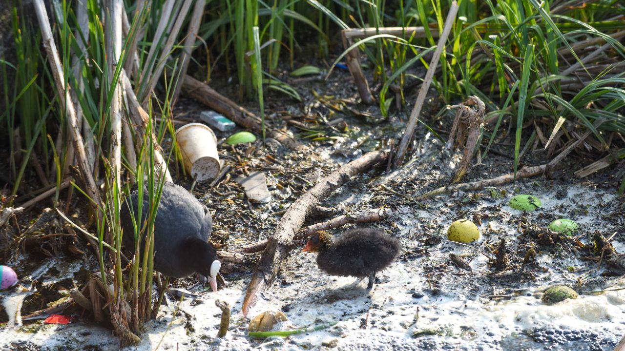 Birds in river which is heavily polluted, there's lots of rubbish and shallow water