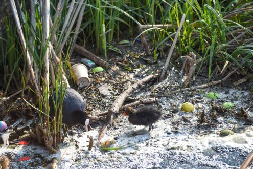 Birds in river which is heavily polluted, there's lots of rubbish and shallow water