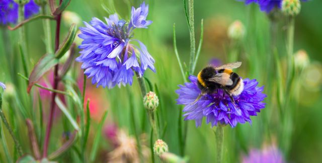 Bumblebee on purple flower