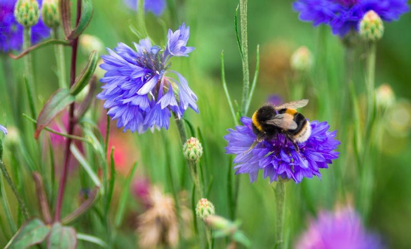 Bumblebee on purple flower