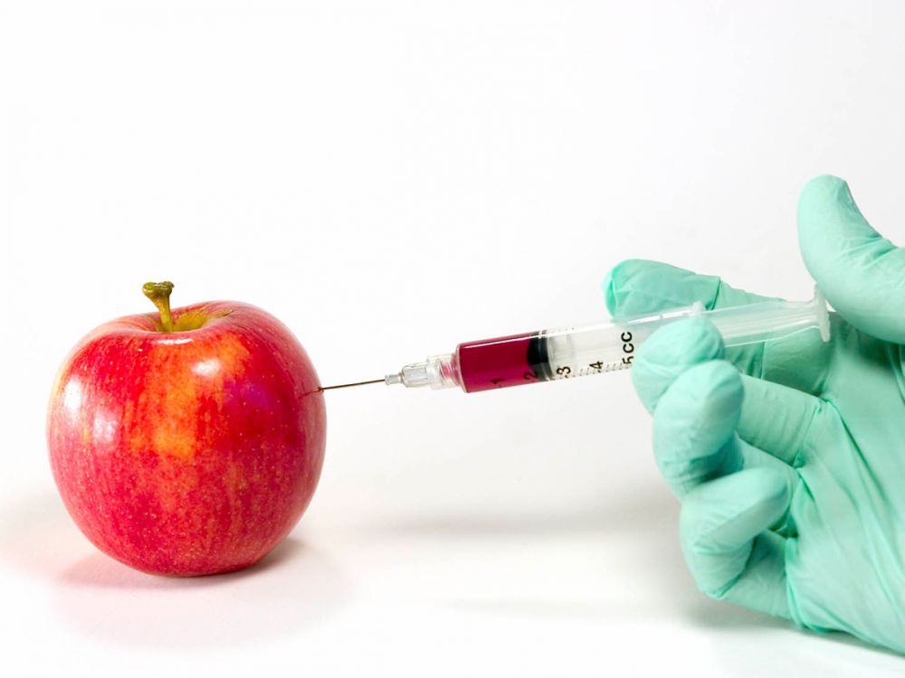GM fruit? Gloved hand injects an apple with a substance in a syringe