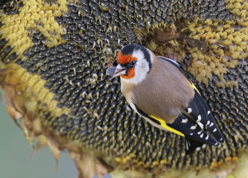 Goldfinch eating sunflower seeds