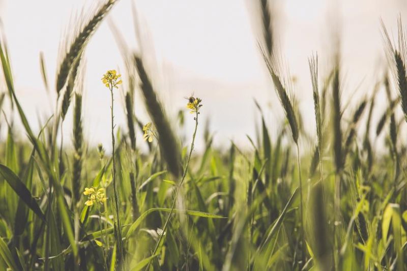 Grass and bees