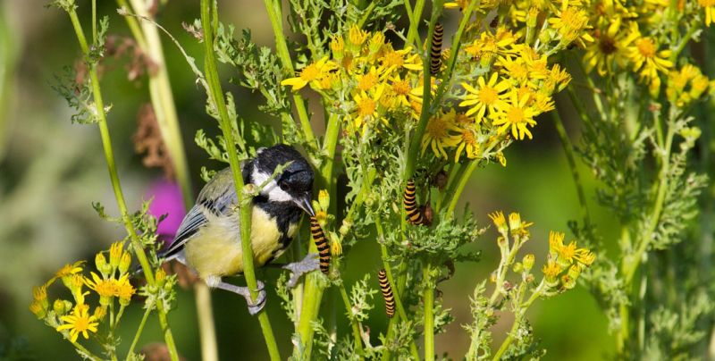 Great tit eating cinnabar moth caterpillars on yellow ragwort plant